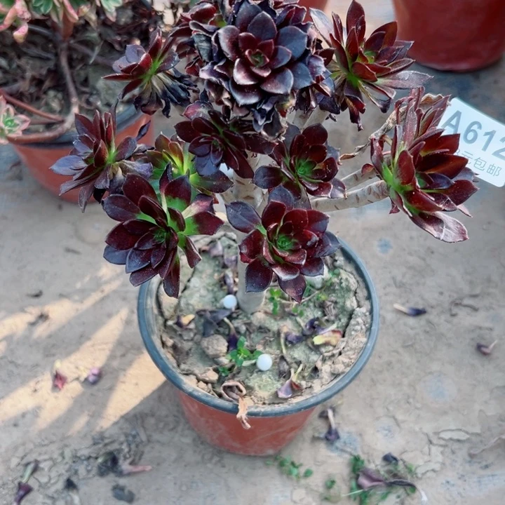 612黑豆多肉植物