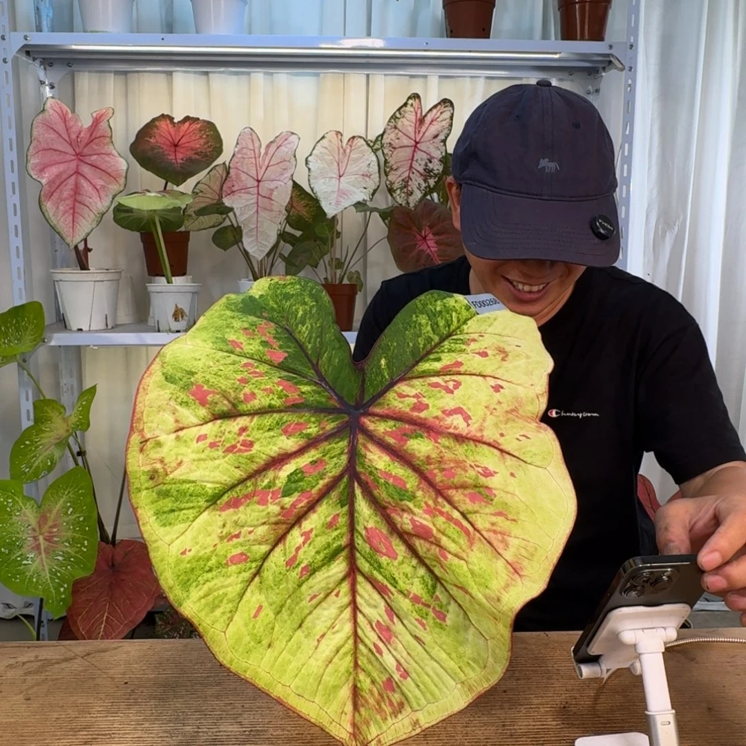 无花朵丹霞    00268