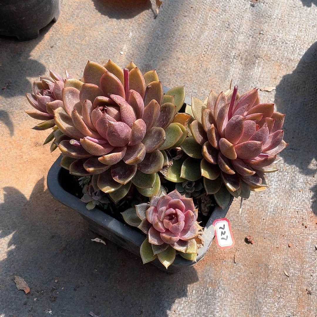 727巧克力莫斯 一物一拍多肉