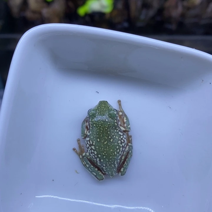 老爷树蛙澳蓝雪花88