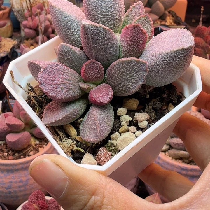 一物一拍，好一支持