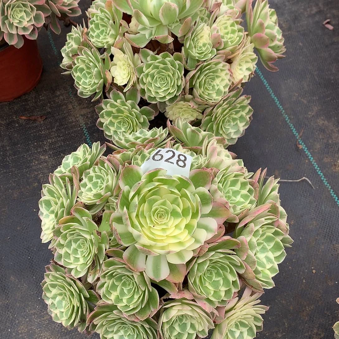 鑫***妈631.628海仙多肉植物