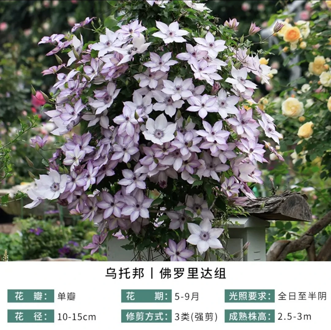 (小苗)铁线莲大花庭院攀爬植物阳台观花盆栽耐寒绿植