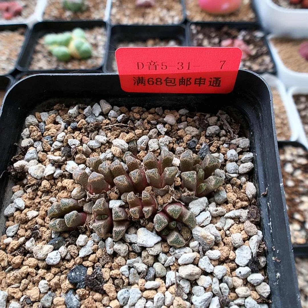 【闪购商品】5-31-7 火柴 25