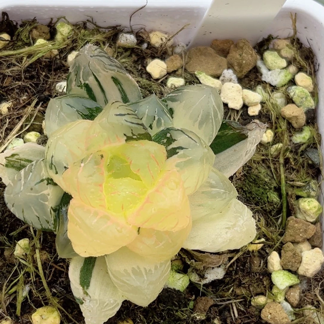 48冰灯玉露锦福利专场