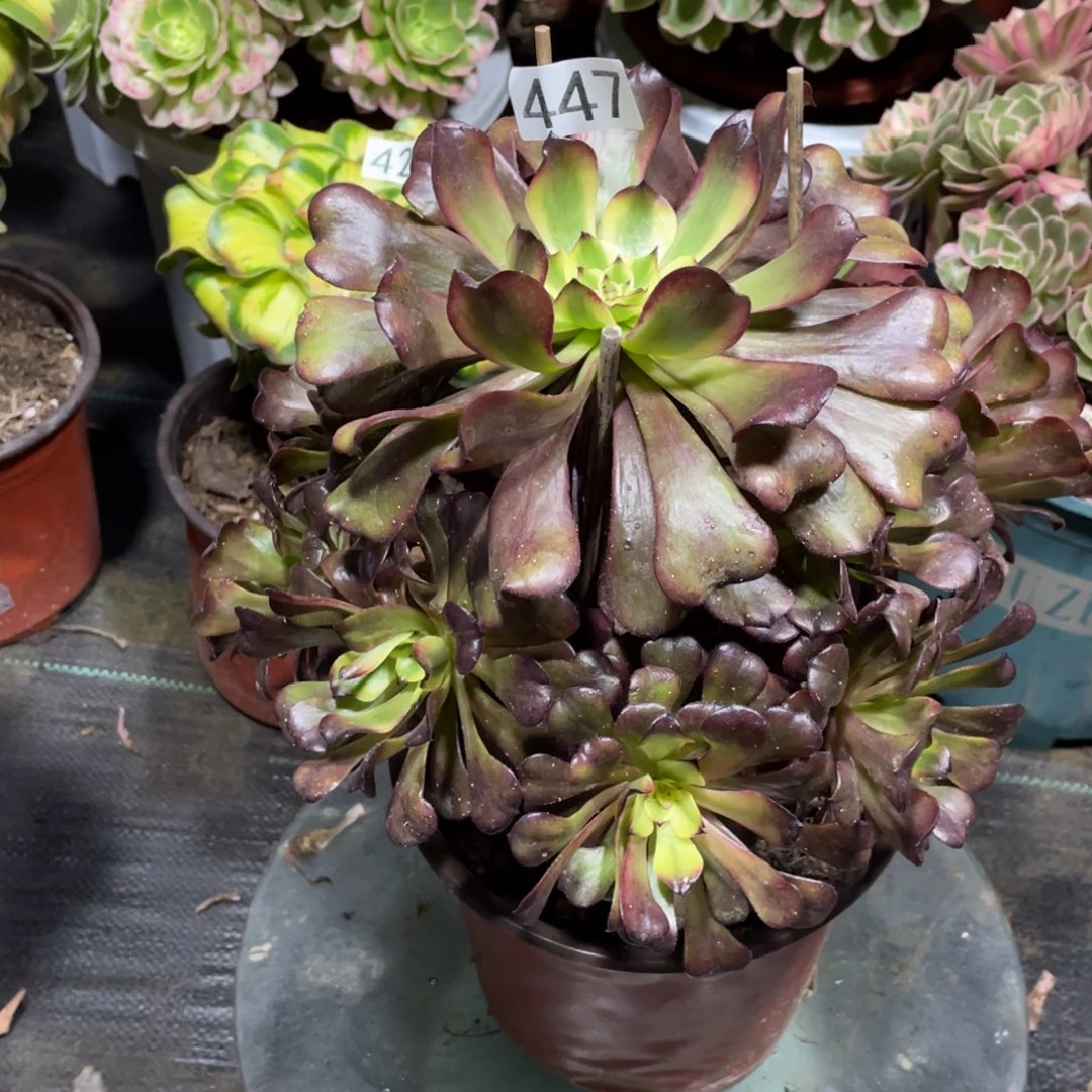 美姬多肉植物法师