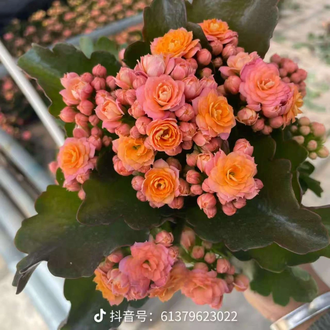 劳瑞拉 带花苞四季开花室内好养长寿花盆栽