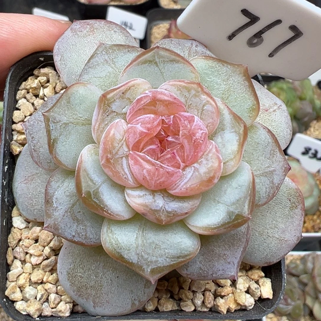 767号风花雪月系列孤品