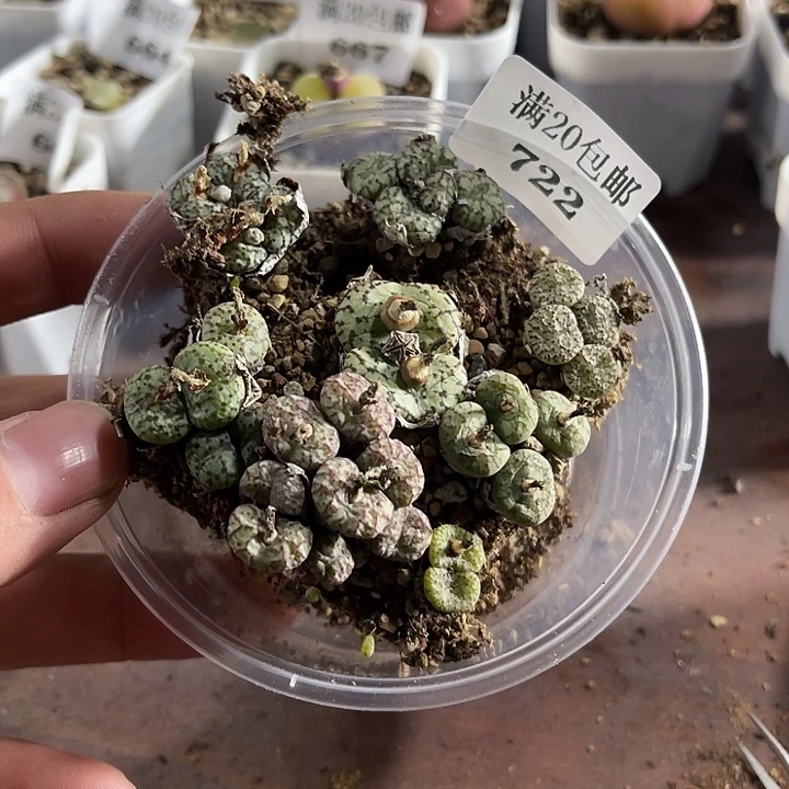 无花朵722、安贞、、、