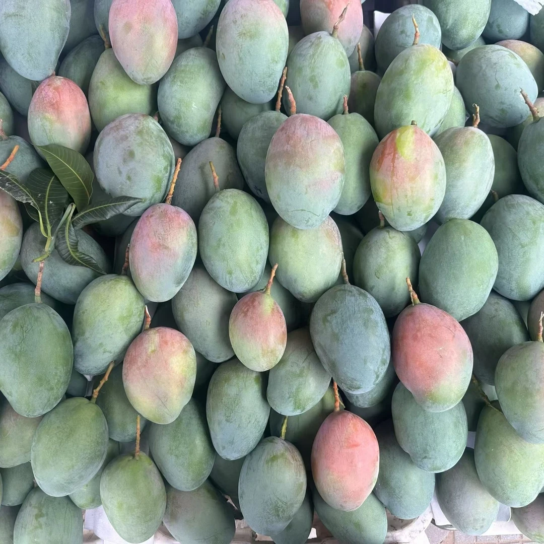 攀枝花凯特芒新鲜采摘香甜多汁当季水果产地直发