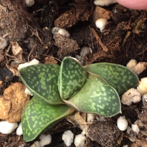 龙虎霸脱盆发货哈哈哈哈