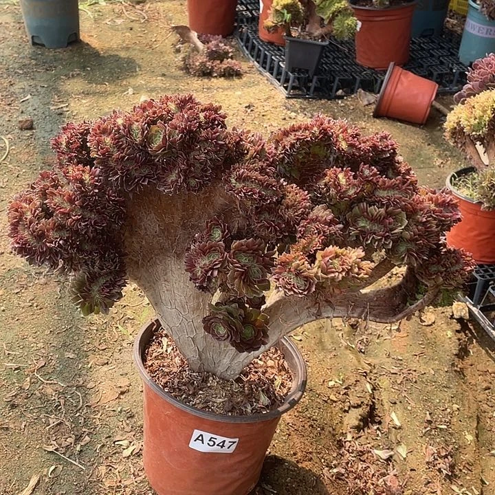 A547特价有伤万圣节缀化45-1脱土包邮