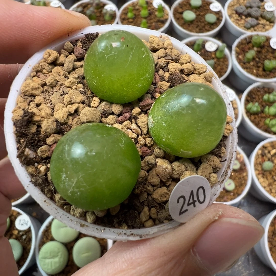 灯泡一颗脱土24000