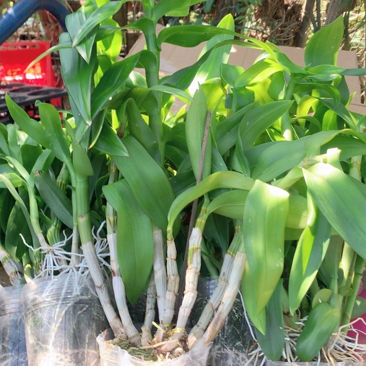 完全开放一代大花胭脂老桩5苗以上