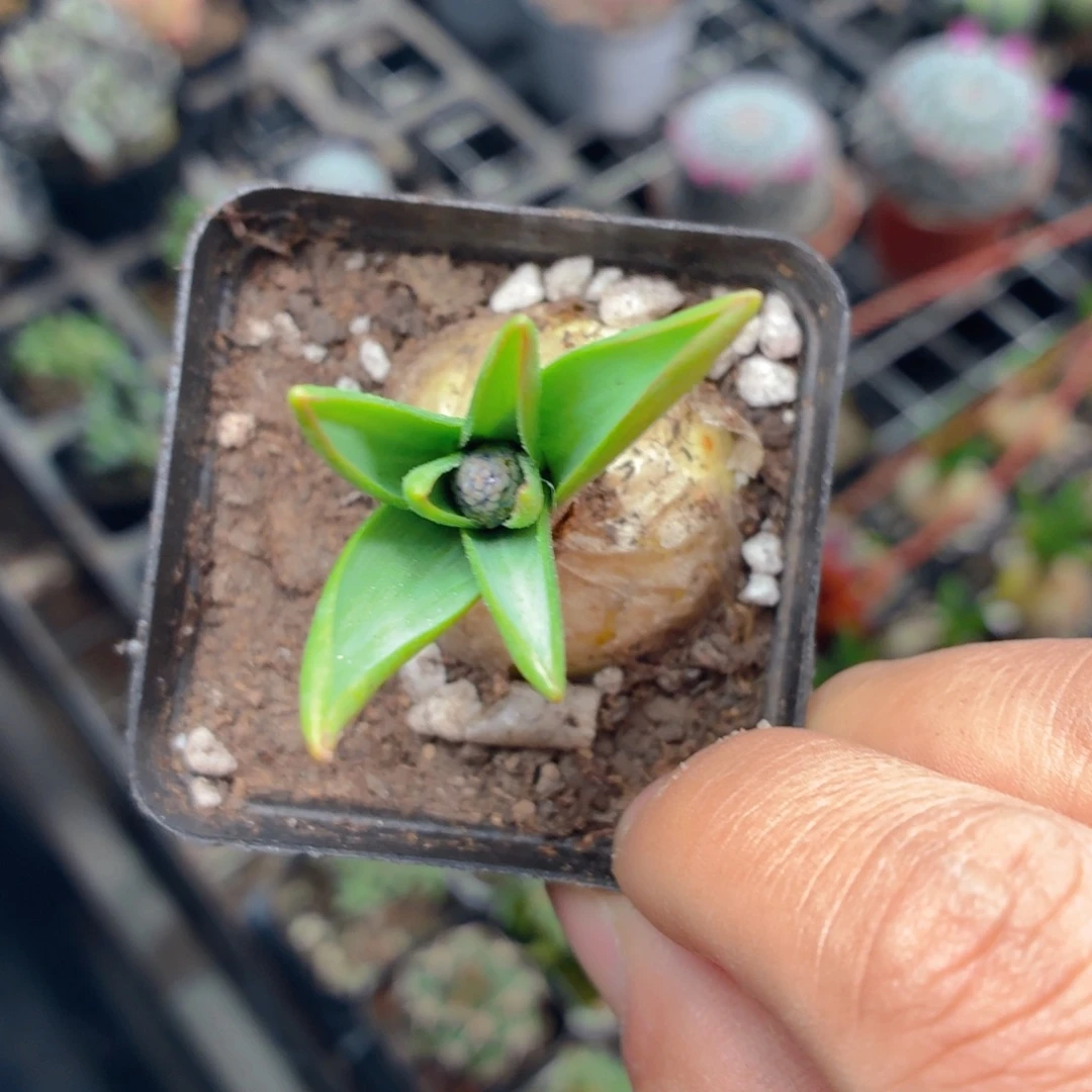 葡萄风信子多肉9.9包邮发货