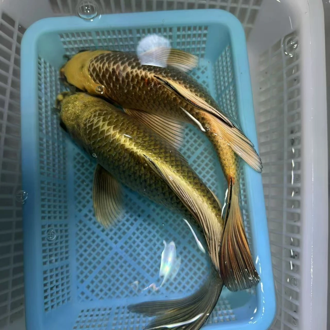 【两条装】20-25台湾球体熊猫蝴蝶鲤冷水鱼观赏鱼包邮