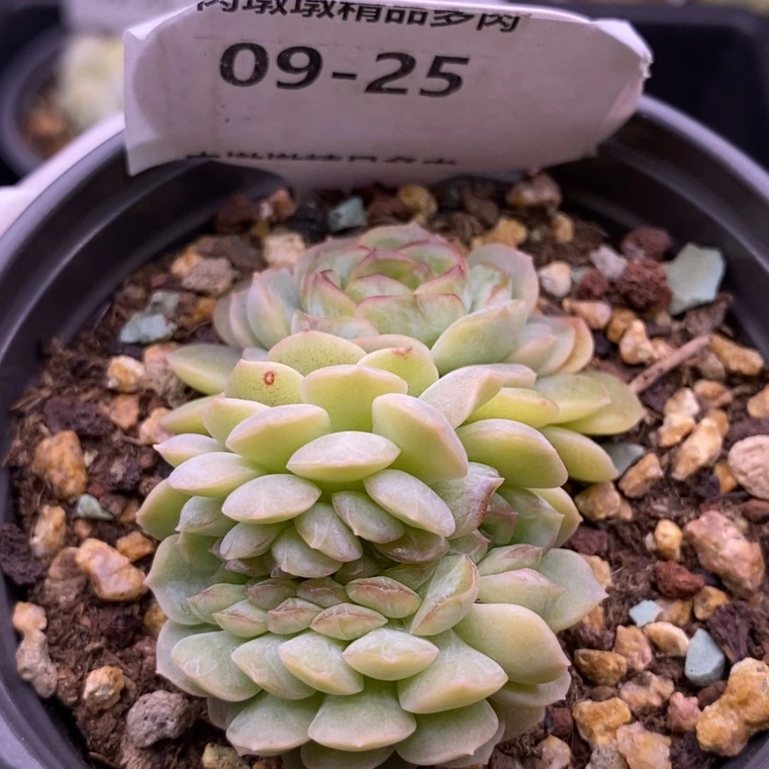 【闪购商品】09-25熔晶缀