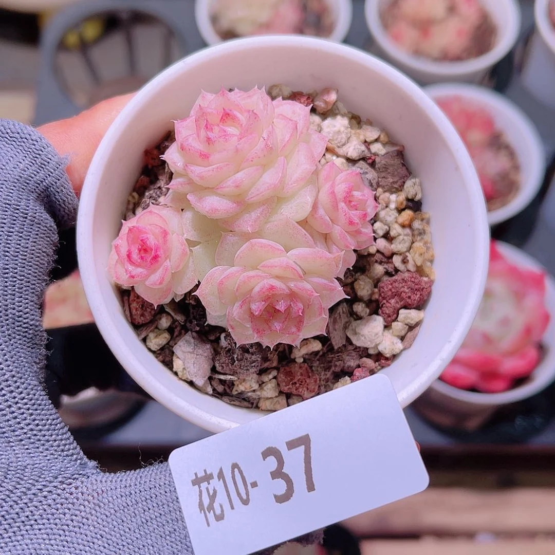花10-37白天鹅群
