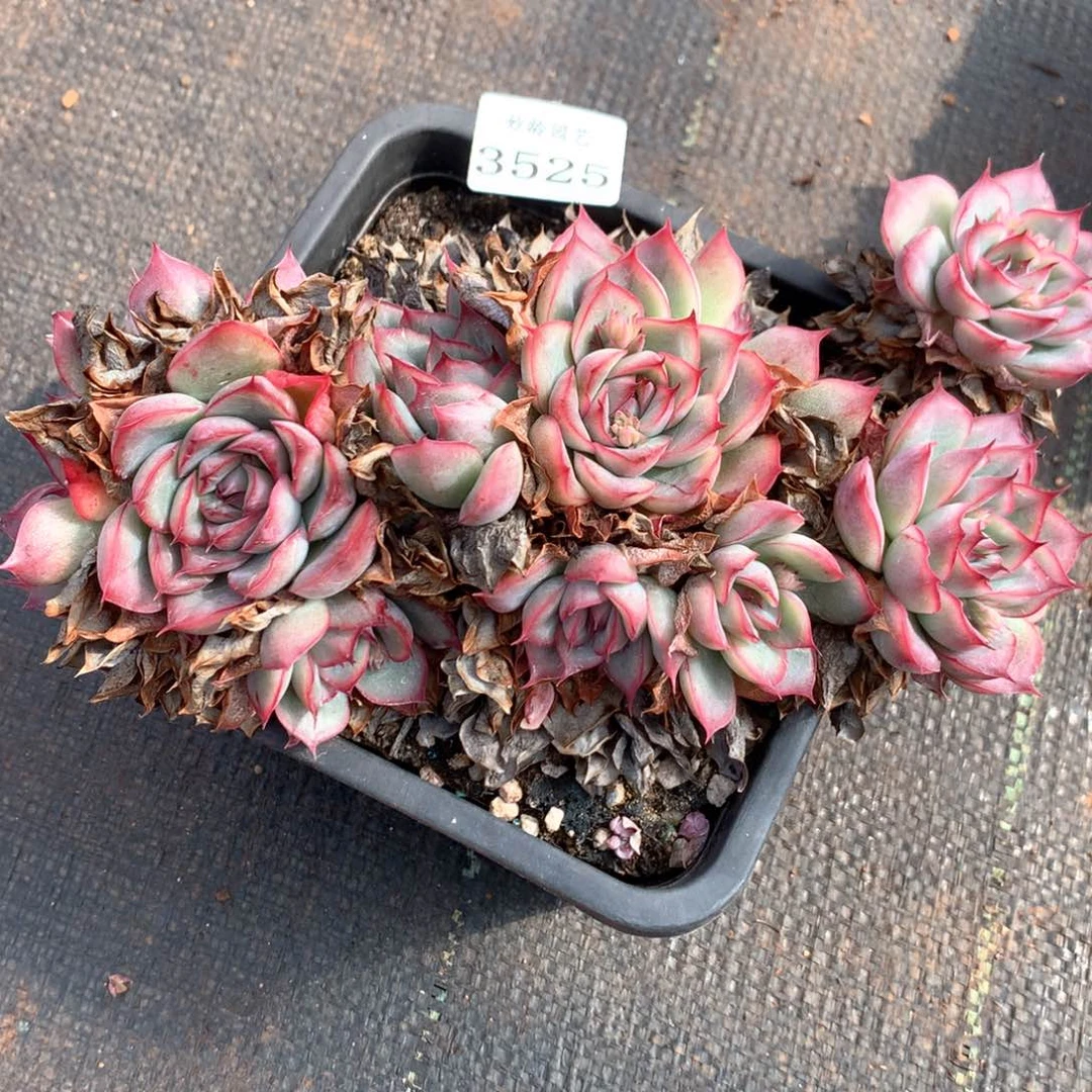 3525杂交多肉植物基地
