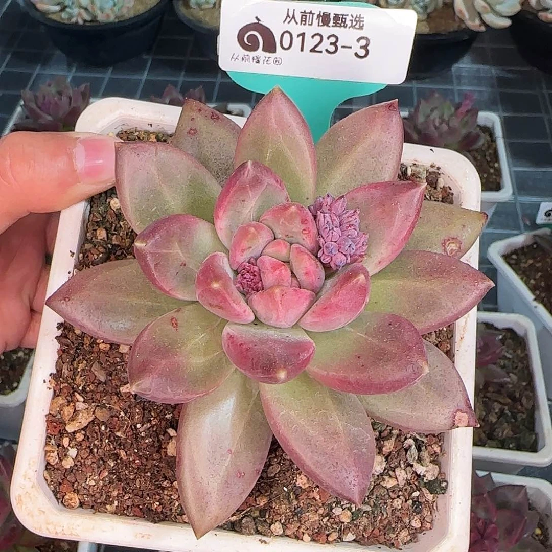 爱****菜从前慢甄选多肉编号0123-3