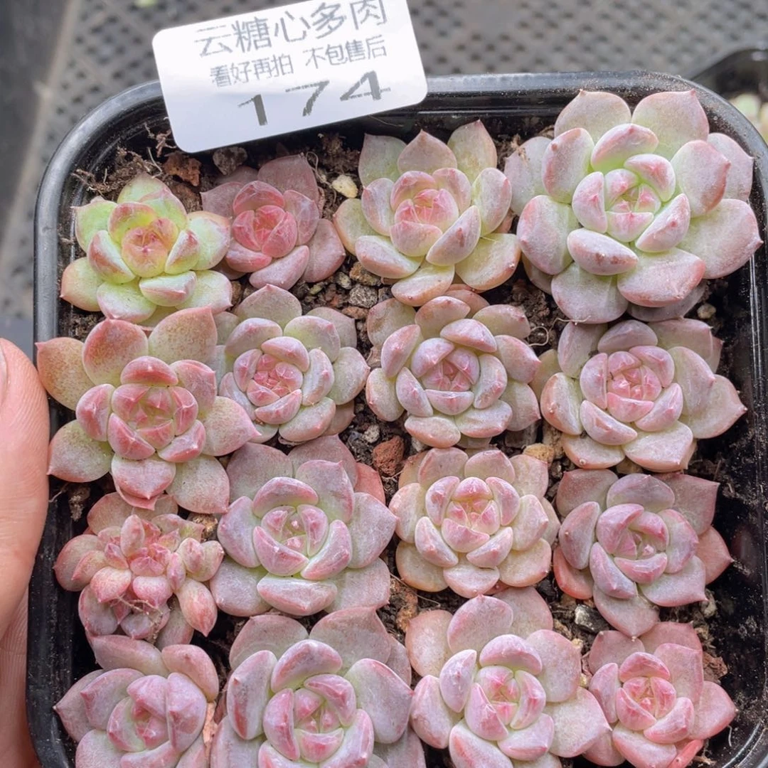 云糖心多肉植物174