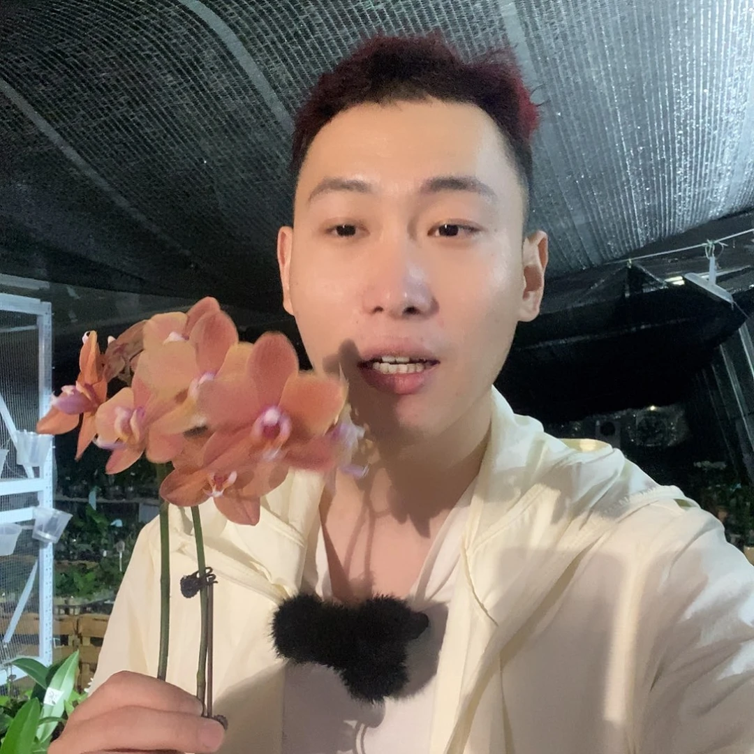 无花朵卡色清仓蝴蝶兰