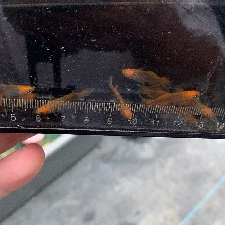 青鳉鱼龙章凤姿20条 闪购11