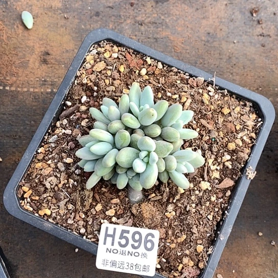 白兰地596 亏本处理退款拉黑7-8天发货