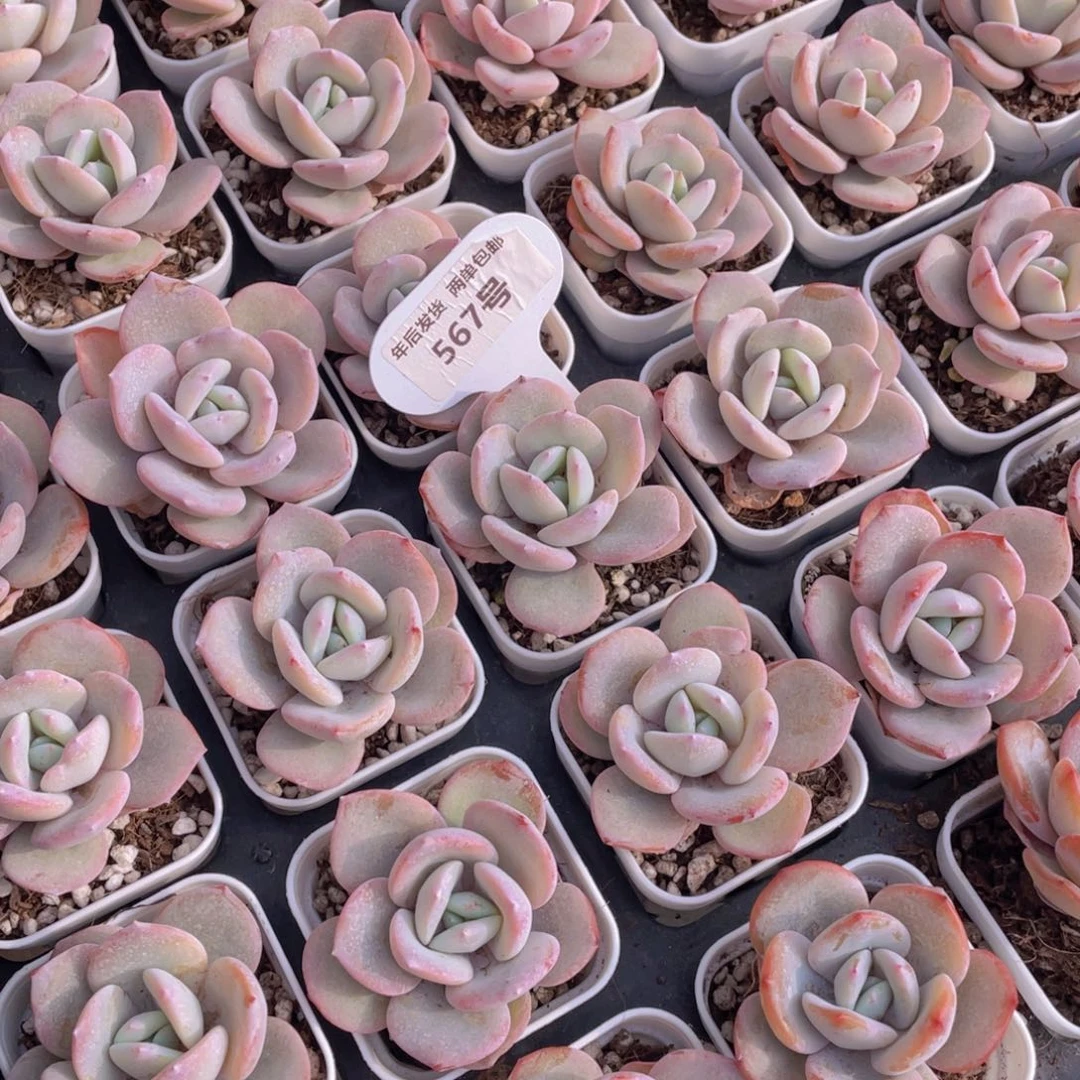 567号韩货奶茶单头一个