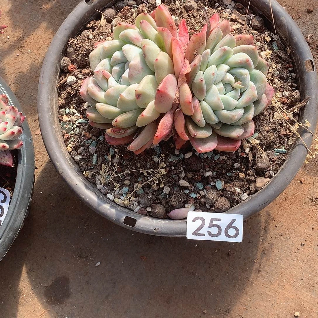 256 一物一拍多肉