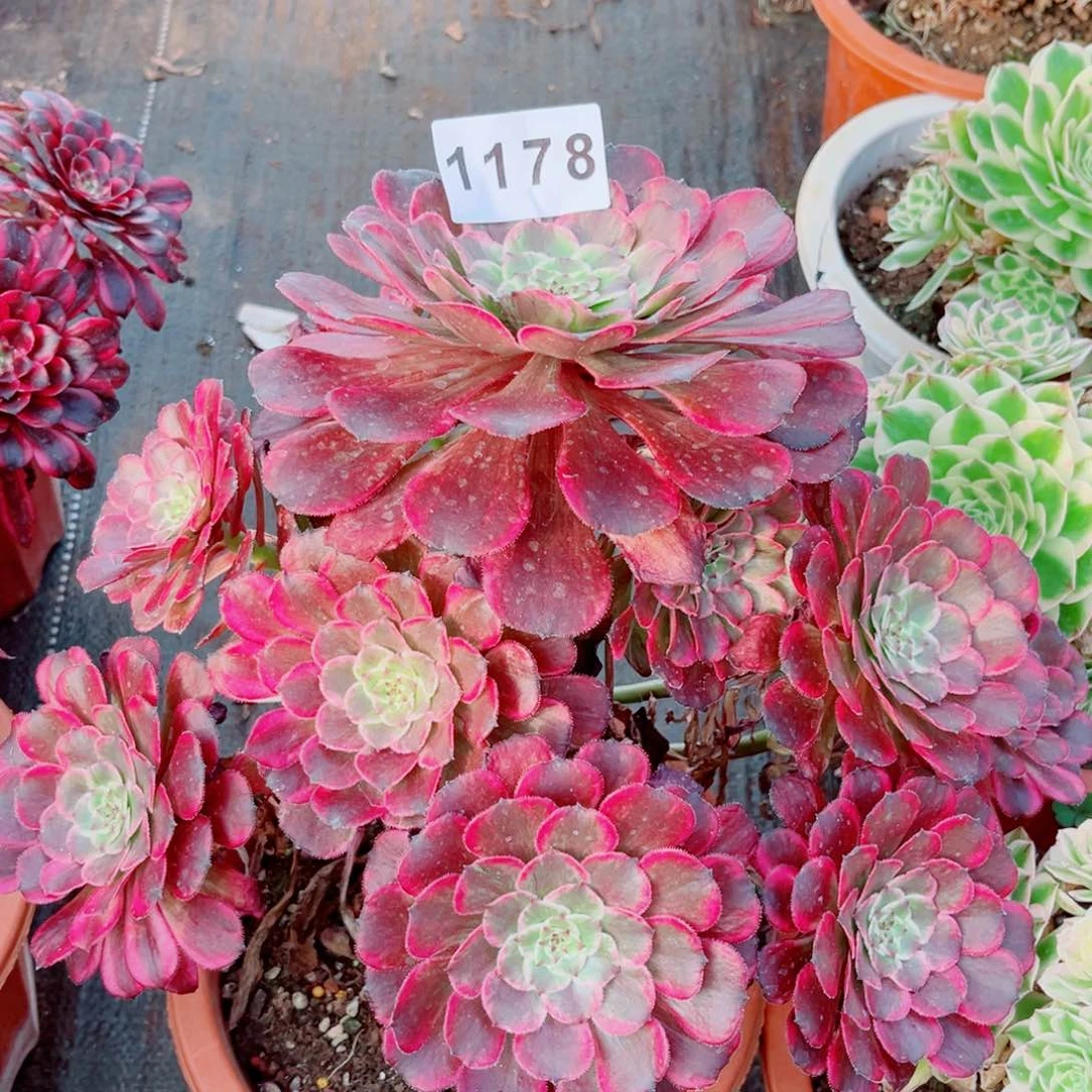 紫浪多肉发货发货