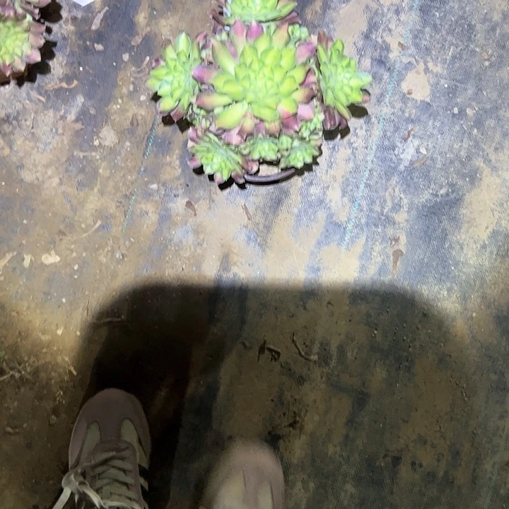 韶华多肉法师植物