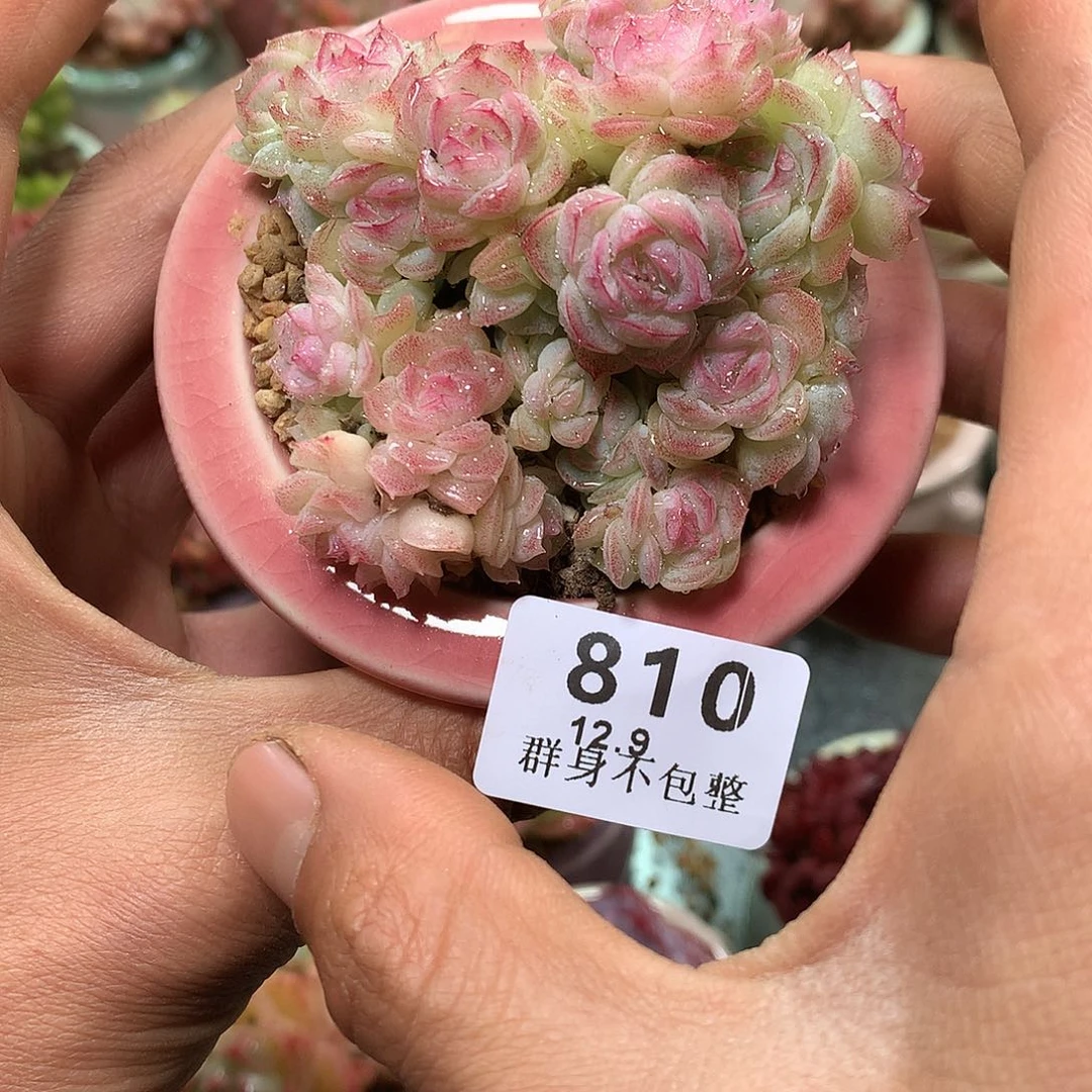 精控拇指盆12.9810