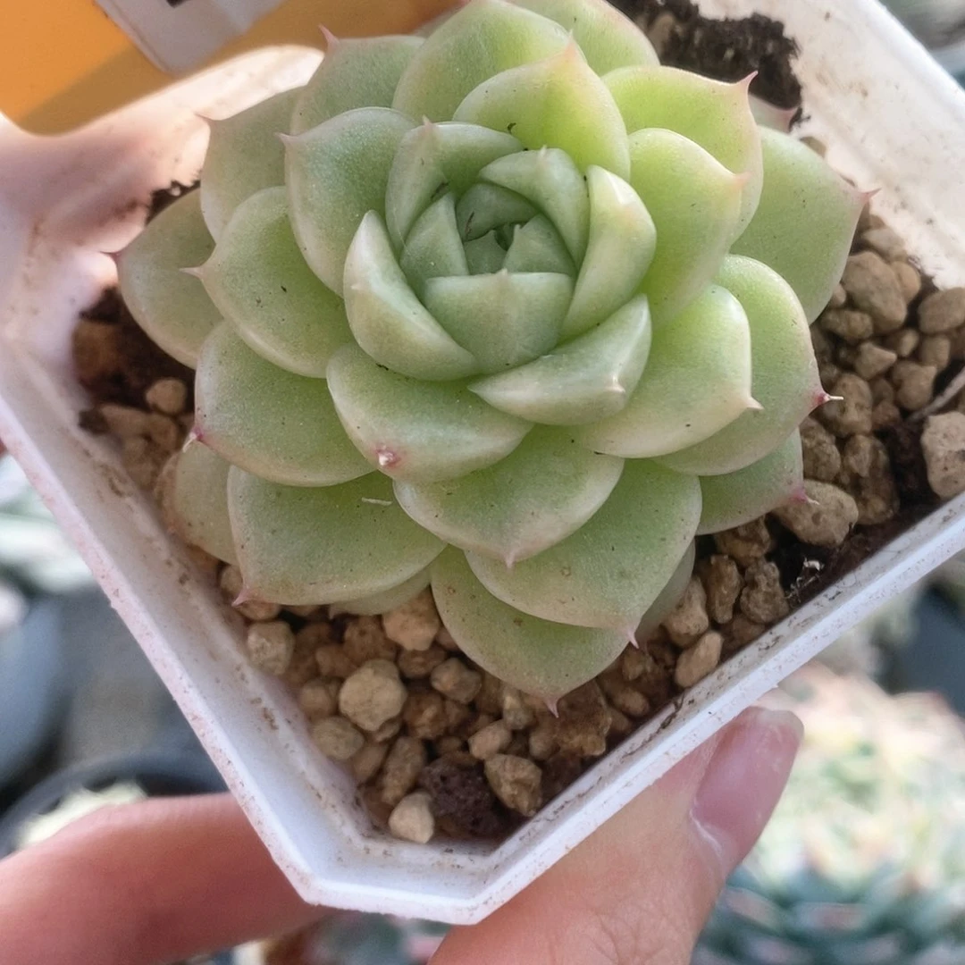 247麦杆锦锦锦锦锦锦锦