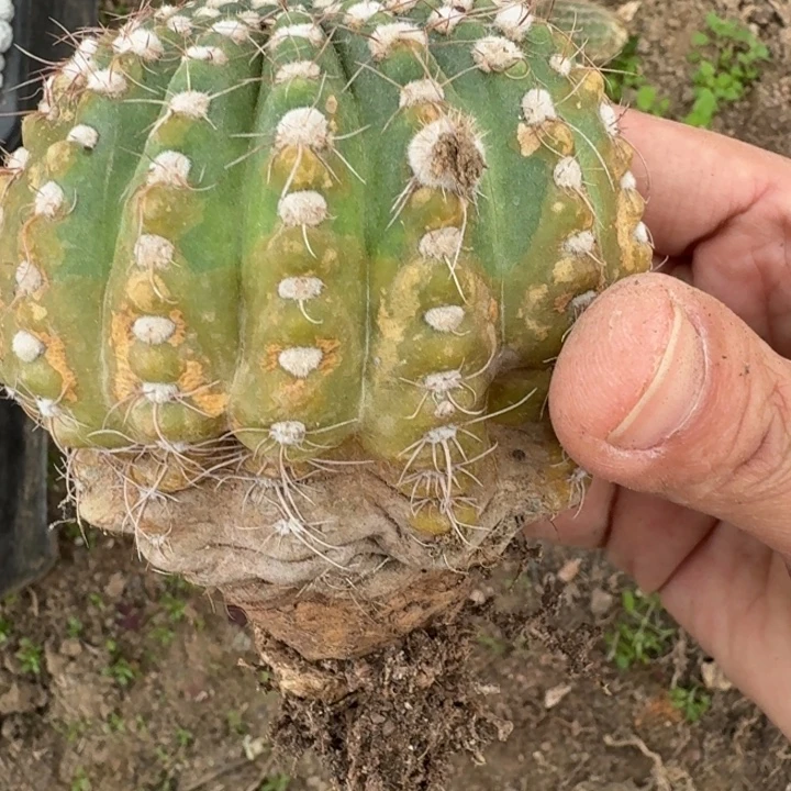 200炫美玉脱土发货软有斑，20包邮