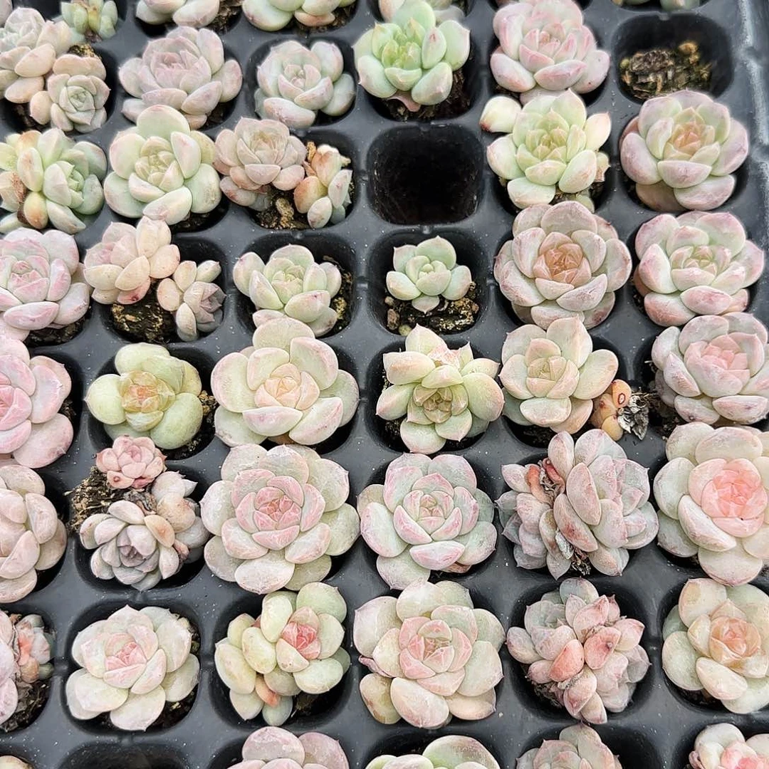 糖心1号穴一个满25包邮