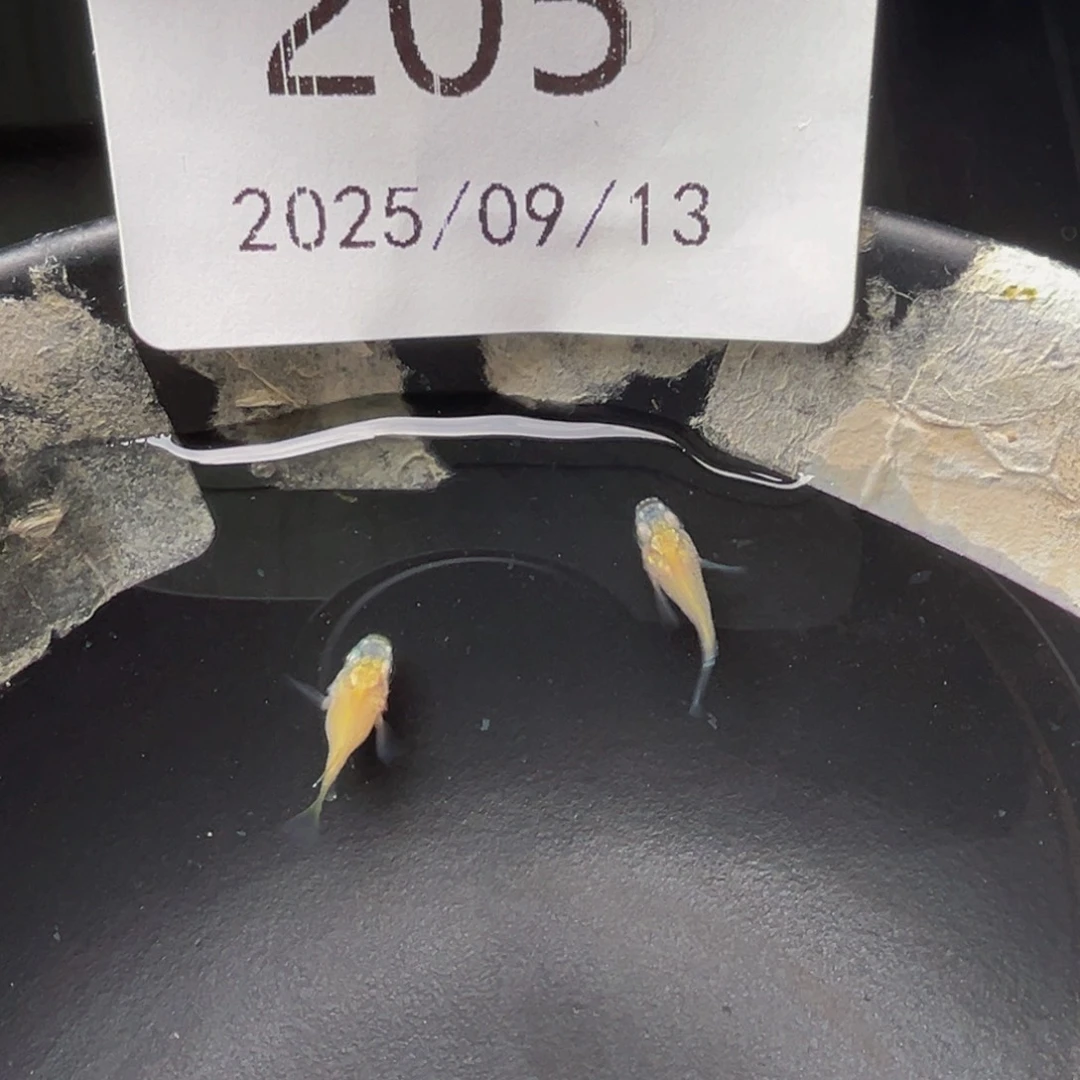 青鳉205白球体一对