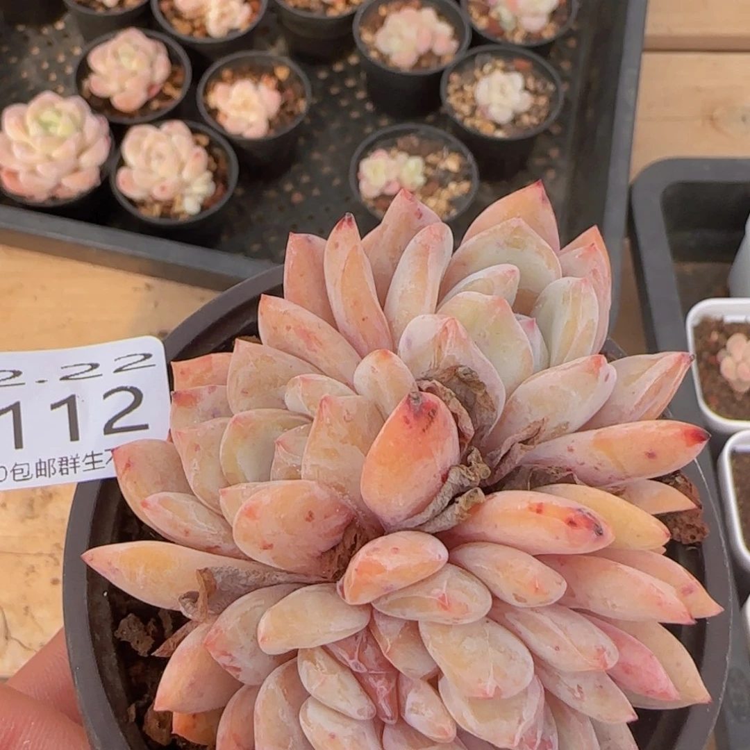 橙子缀双头龙一颗脱土