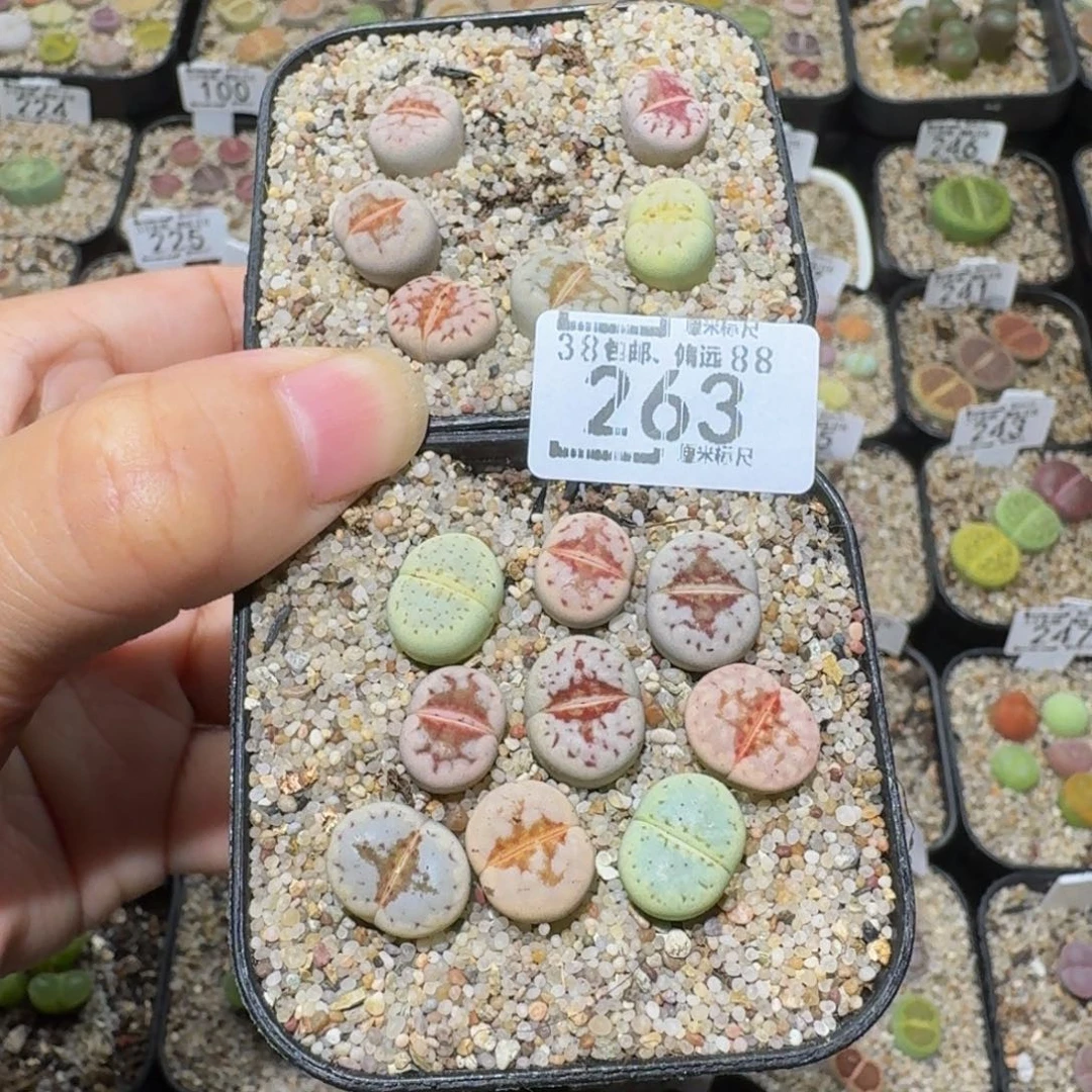 C***.Ssss精品生石花263