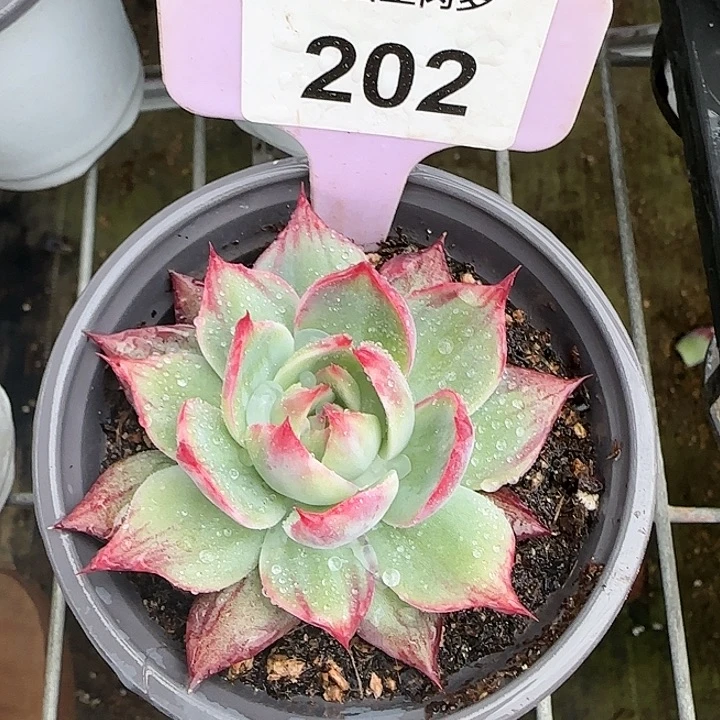202 惊鸿仙子多肉植物6-9cm