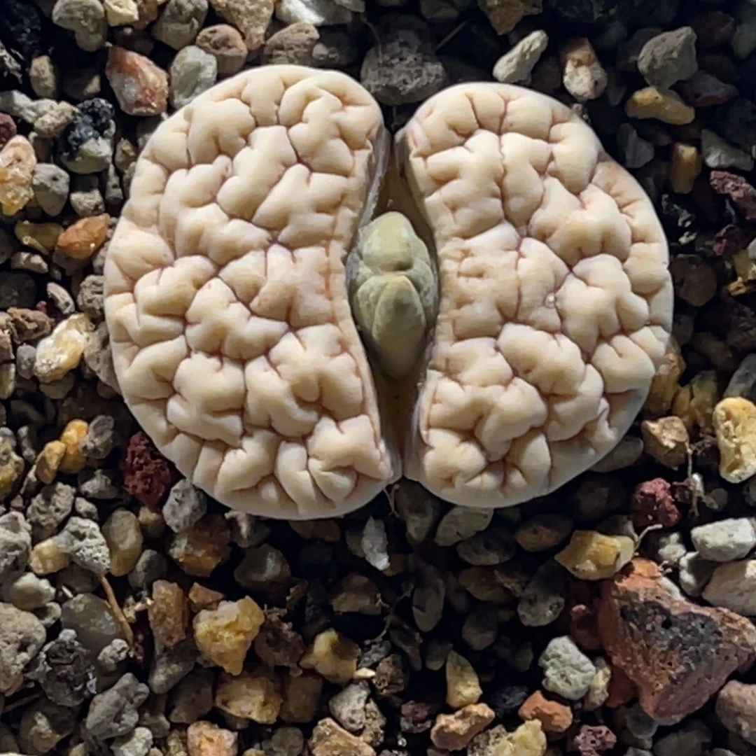 2531白底1891尺寸2.8脑纹凹凸