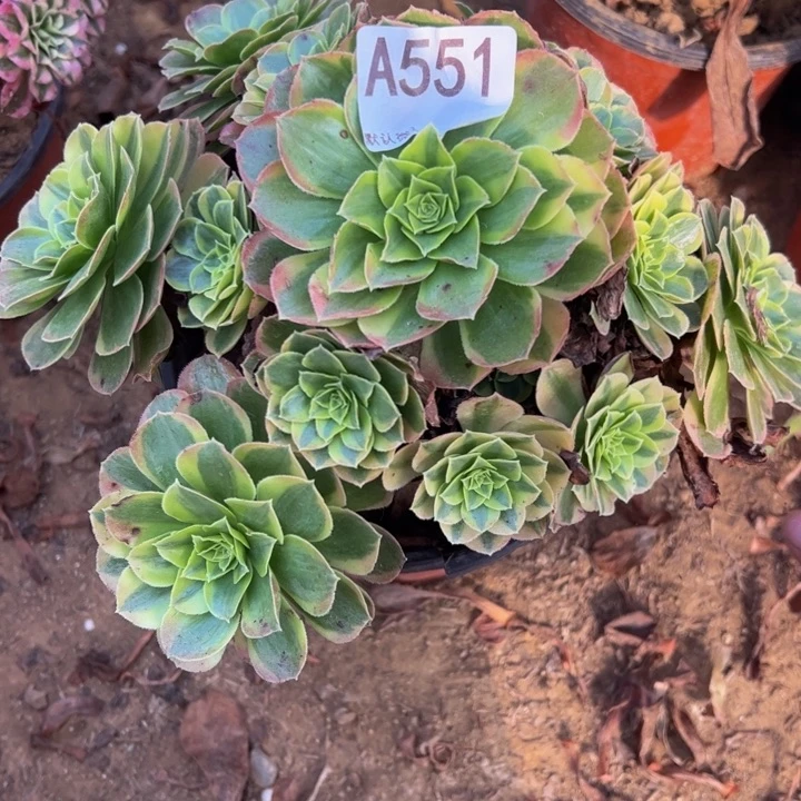 奶白多肉植物551.