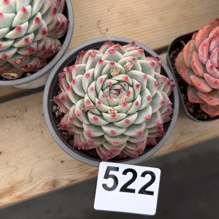 C****大522 多肉植物组合