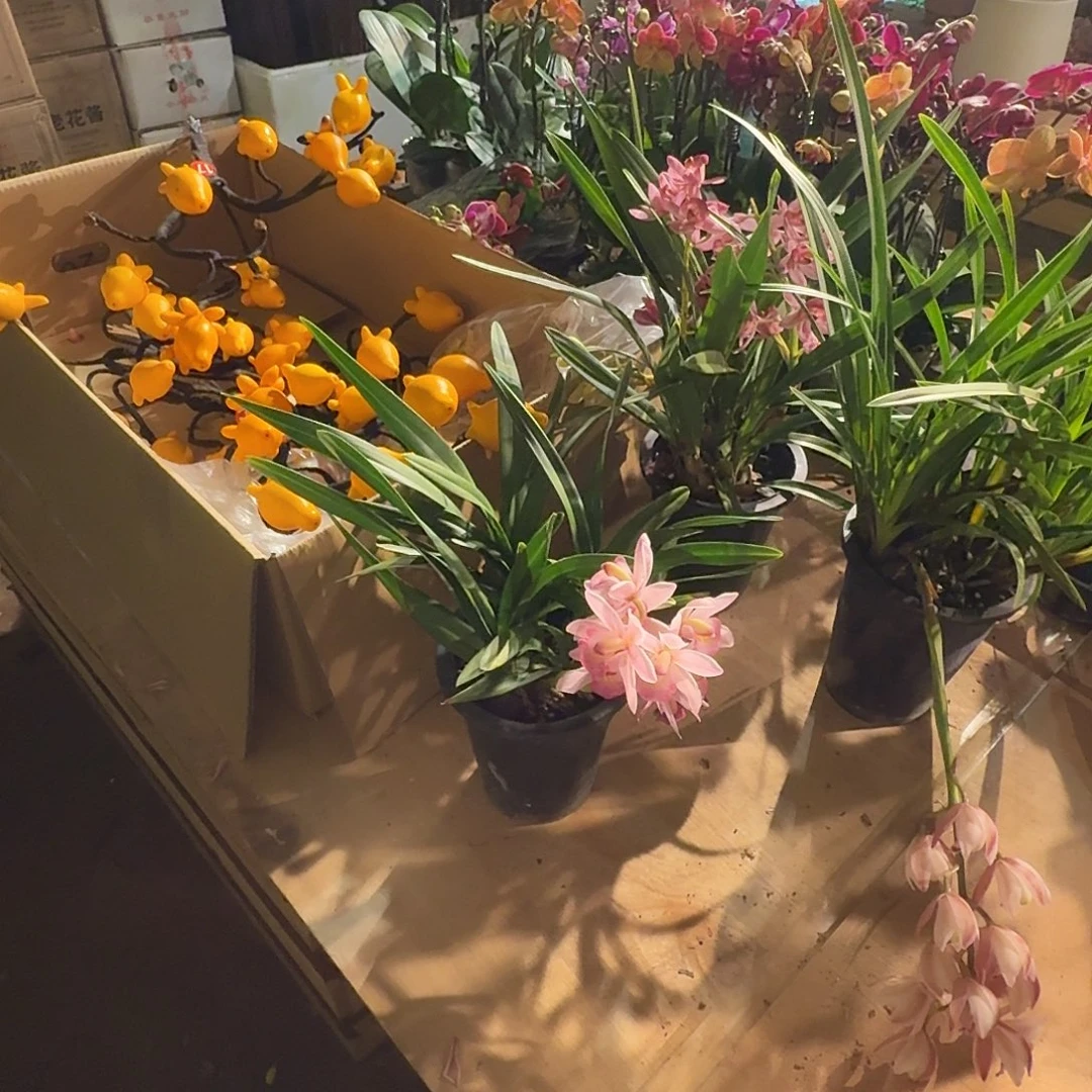 完全开放阿诗玛兰花