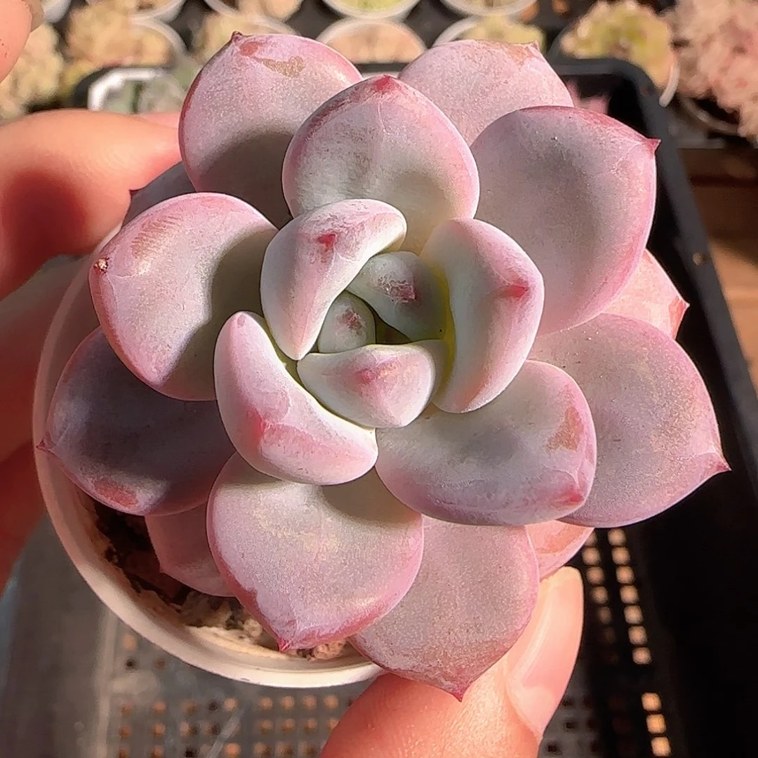 多肉1124-94福利福利