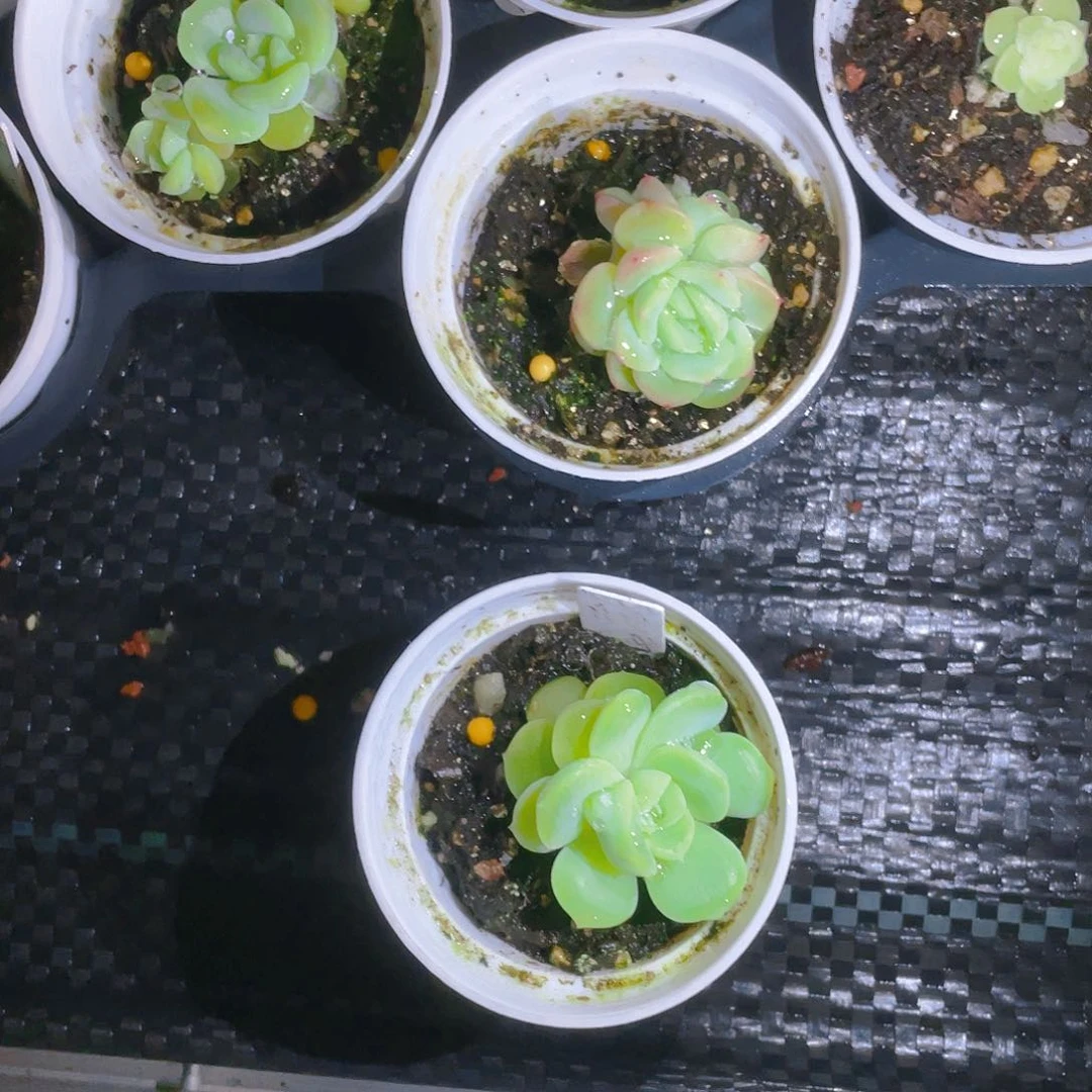 倾城珍妮 中盆一个满25包邮