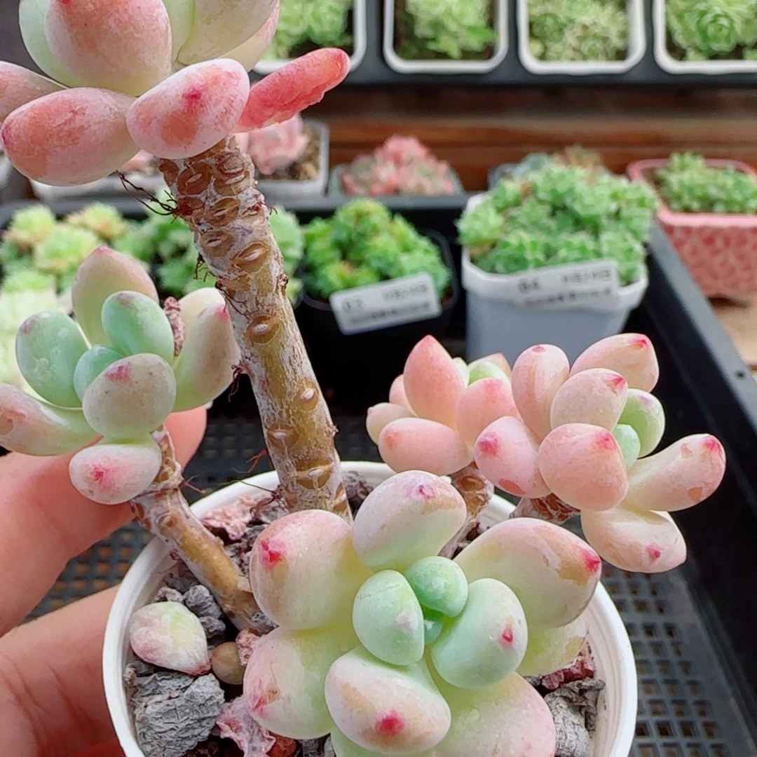 花语逸镜0924-06罗琦