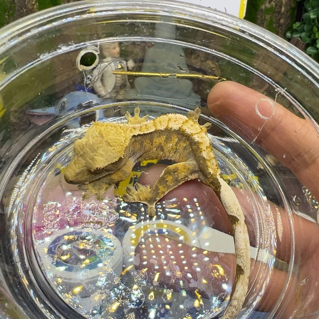 睫角守宫橙纹奶油三色
