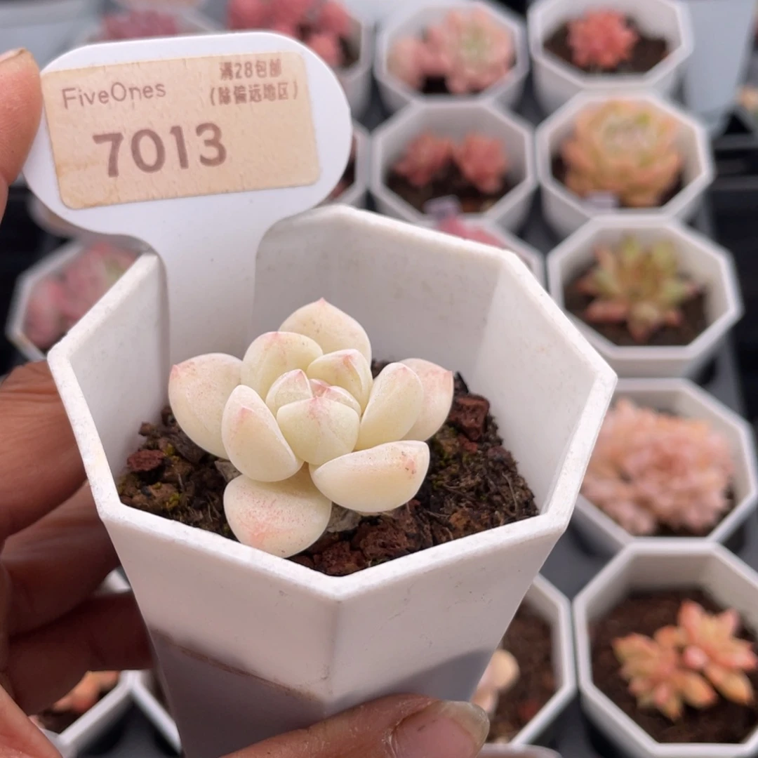 冰玉7013-4.0厘米