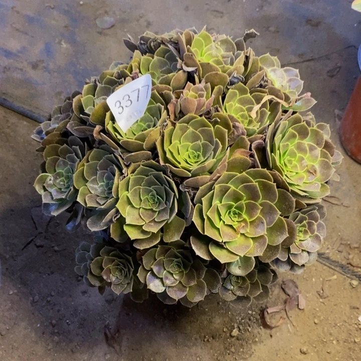 荷兰玫瑰多肉断头不包3377